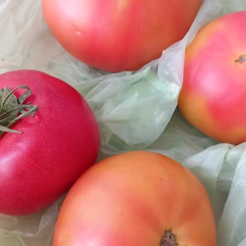 Mopaş Hipermarket Trendyol GO'dan Gelen Çürük Sebzeler Ve Yetersiz Mağaza Açıklaması