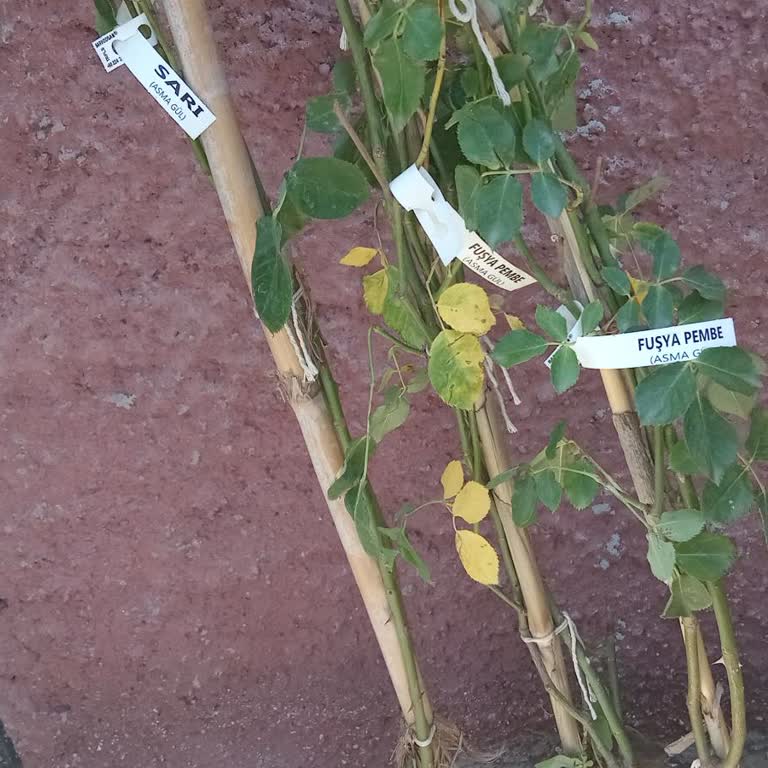 Tohumevi Almış Olduğum Ürünler Yanlış Gönderildi