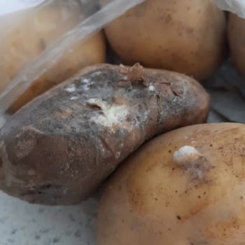 Migros Sanal Market Çürümüş Gıdalar Satıyor.