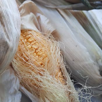 Migros Sanal Market Çürümüş Gıdalar Satıyor.