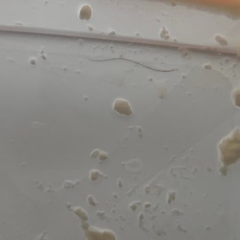 Dost Süt Kıl Çıktı İçinden