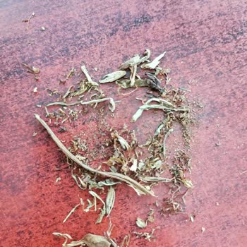 Camel Yellow Sarmalık Kıyılmış Tütün