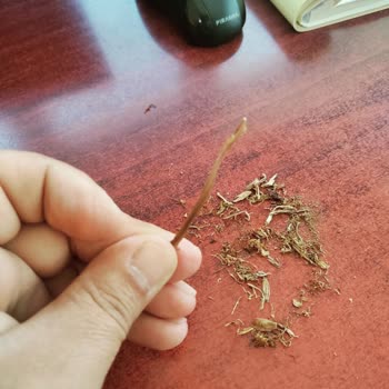 Camel Yellow Sarmalık Kıyılmış Tütün