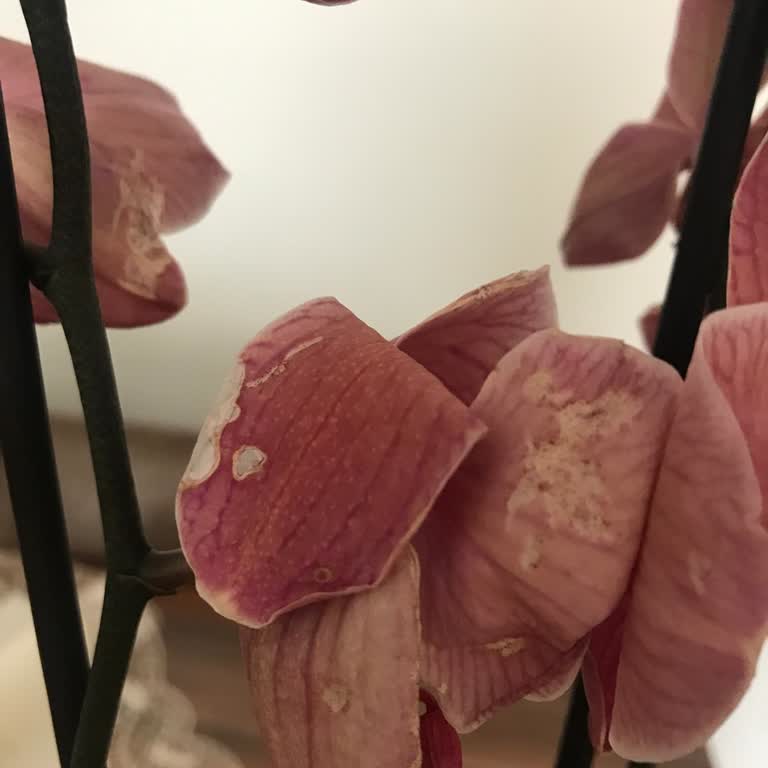 ÇiçekSepeti Solmuş Orkide Gönderildi