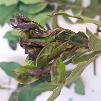 Melda Çiçekçilik (Atakum) Özensiz İş Fahiş Fiyat