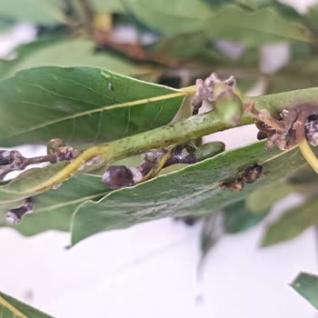 Melda Çiçekçilik (Atakum) Özensiz İş Fahiş Fiyat