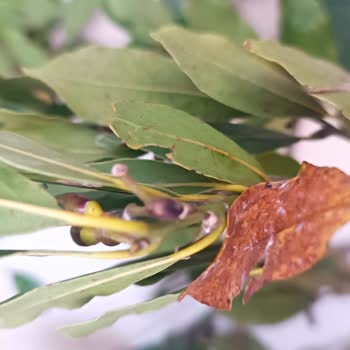 Melda Çiçekçilik (Atakum) Özensiz İş Fahiş Fiyat