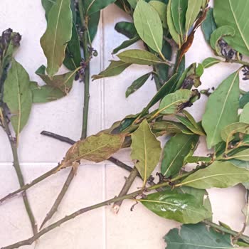 Melda Çiçekçilik (Atakum) Özensiz İş Fahiş Fiyat