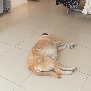LCW Mağazasına Alınmadık