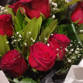 Osevio.com Müşteri Hizmetleri Rezaletliği