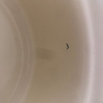 Madame Coco Sorunlu / Deformeli Ürün