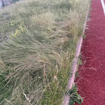Altındağ Belediyesi Parkların Bahçelerin Böcekleri Ve Yeşil Alanların Bakımsızlığı