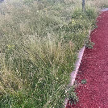 Altındağ Belediyesi Parkların Bahçelerin Böcekleri Ve Yeşil Alanların Bakımsızlığı
