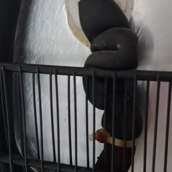 Beko 7070mb Dondurucu Çürüme Bozulma