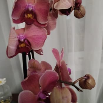 ÇiçekSepeti Gelen Çiçekler Solmuş Keklerin Son Tüketim Tarihi Gelmiş