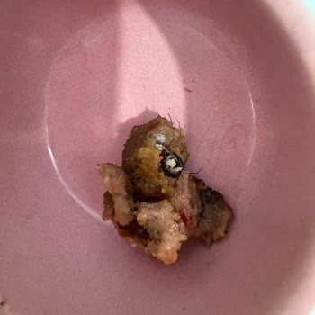 Köfteci Yusuf'un Köftelerinden Kıl Yumağı Çıktı