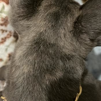 Halikarnas Petshop (Çanakkale) Sattığı Köpeğin Cinsini Bilmeyen Pet Shop