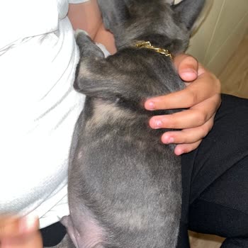 Halikarnas Petshop (Çanakkale) Sattığı Köpeğin Cinsini Bilmeyen Pet Shop