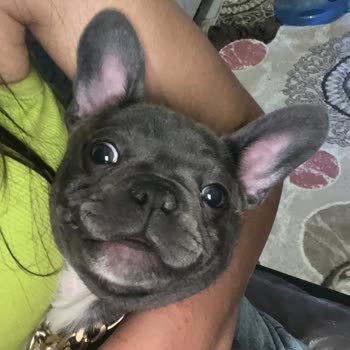 Halikarnas Petshop (Çanakkale) Sattığı Köpeğin Cinsini Bilmeyen Pet Shop