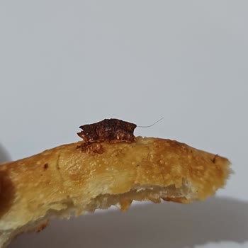 Pizza Hut Yemek Sepeti Yanlış Sipariş Ve Pizzada Kıl
