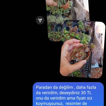 Fidan Pazarı Mağduriyet Ve Şikayet