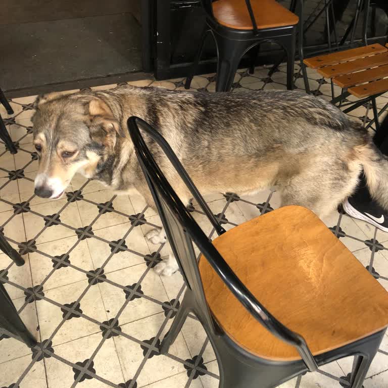 İBB - İstanbul Büyükşehir Belediyesi Çocuğumu Köpek Isırdı Ama 153 Gerekli İşlemleri Yapmadı!