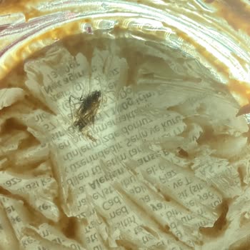 Lotus Biscoff Kavanozunun Altındaki Böcek!