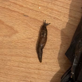 Çevre, Şehircilik Ve İklim Değişikliği Bakanlığı Fabrika Sorunu