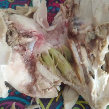 BİM Den Alınan Tavuklar