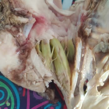 BİM Den Alınan Tavuklar