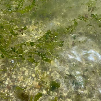 Kumsal Beach Fotoğraflarında Gösterdiği Gibi Değildi