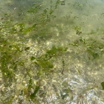 Kumsal Beach Fotoğraflarında Gösterdiği Gibi Değildi