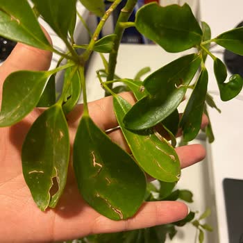 Çiçek Sepeti İlgisizliği