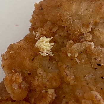 Sinek Yumurtası Larvası Çıktı Arcadıum KFC