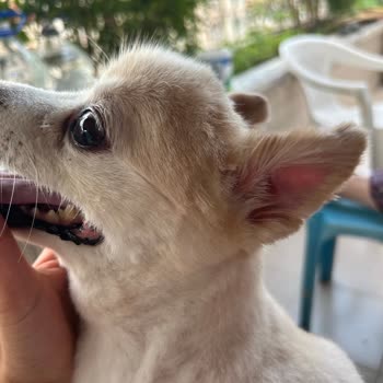 Petzz Shop Yapılan Yamuk Tıraş