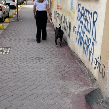 Hayvan Haklarını Koruma Derneği (HAYTAP) Pitbull Cinsi Irkı Yasak