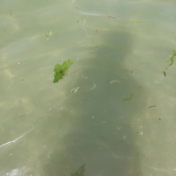 Kocaeli Büyükşehir Belediyesi Darıca Bayramoğlu Halk Plajının Çöplüğü