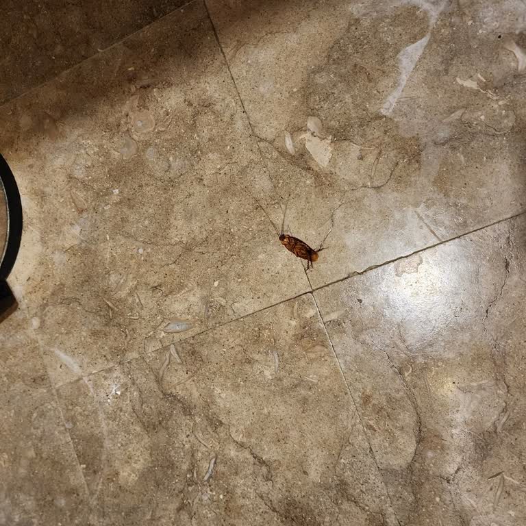 Oscar Resort Hotel'de Kötü Hizmet Ve Hijyen Sorunları!