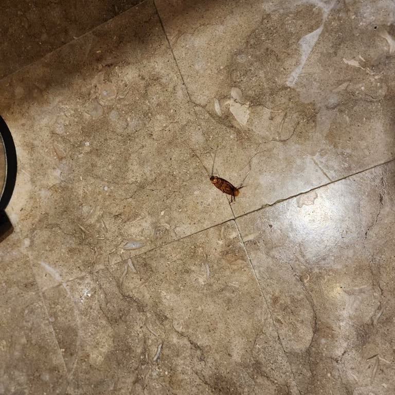 Oscar Resort Hotel Hamam Böcekli Otel