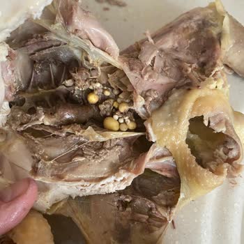 Lele Tavuk Lele Köy Tavuğu