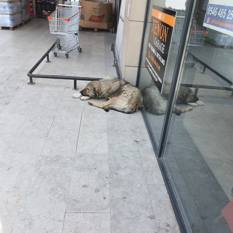 Etimesgut Belediyesi Yaralı Hayvana Müdahale Etmiyor!