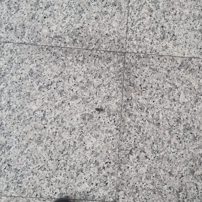 Ankamall AVM De Böcekler Geziyor