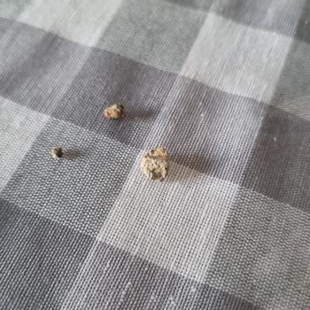 Carrefour Bio Organik Yeşil Mercimek