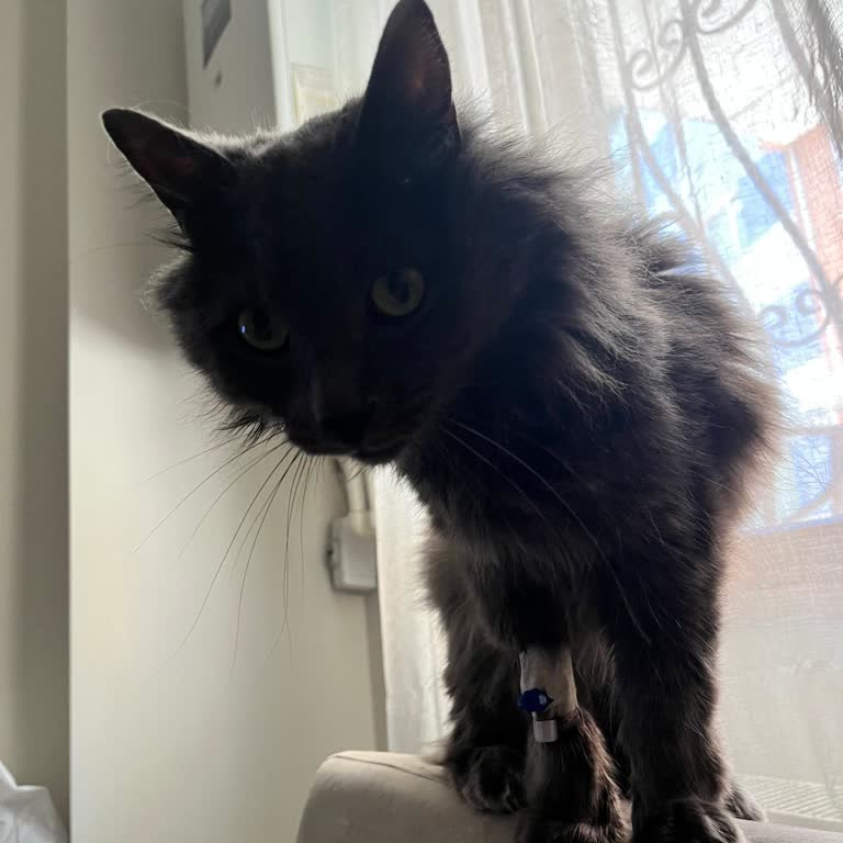 Çeliktepe Veteriner Kliniği Fahiş Fiyat Çıkarıyorlar