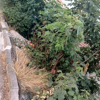 Ümraniye Belediyesi Mahalle Kirliliği Ve İlaçlanmaması