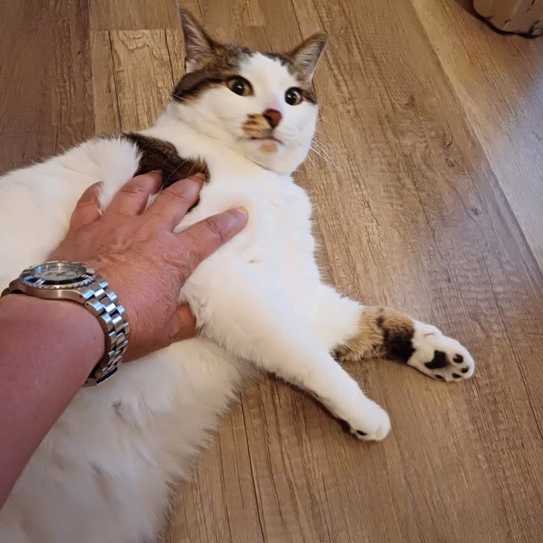 Pet Care Veteriner Kliniği (Ankara) Sağlıklı Kediye Kırıkları Var Dediler.