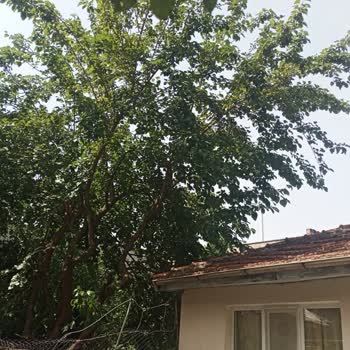Osmangazi Belediyesi Evimin Çatısındaki Dut Ağacı Sorunu Çözülmüyor!