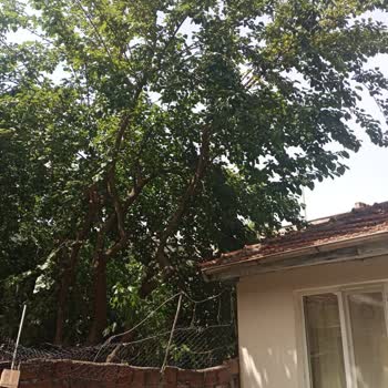 Osmangazi Belediyesi Evimin Çatısındaki Dut Ağacı Sorunu Çözülmüyor!