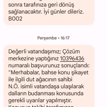 Osmangazi Belediyesi Evimin Çatısındaki Dut Ağacı Sorunu Çözülmüyor!