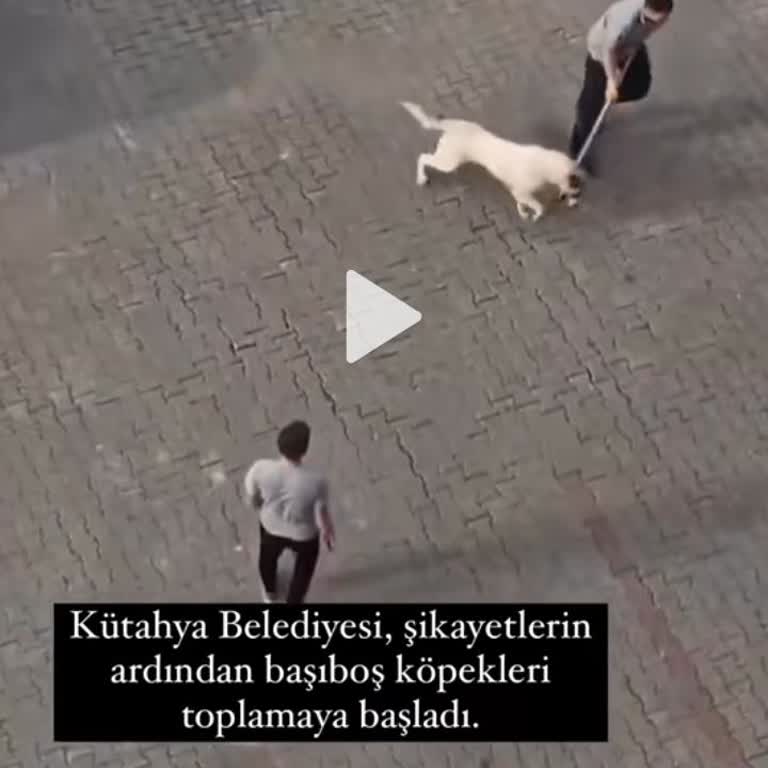 Kütahya Belediyesi'nde Sokak Hayvanlarına Yönelik Şiddet İddiaları